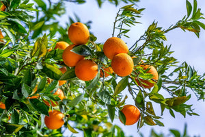 Blossom aromaterapija – eterično ulje pomorandže (Citrus sinensis / Orange essential oil), sunčana citrusna aroma za smirenje, radost i podizanje raspoloženja.