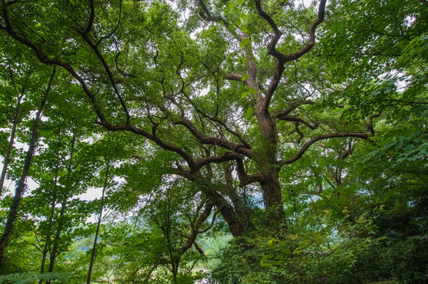 Blossom aromaterapija – eterično ulje ravintsara (Cinnamomum camphora var. linalool / Ravintsara essential oil), sveža biljna aroma za disanje, energiju i osveženje prostora.