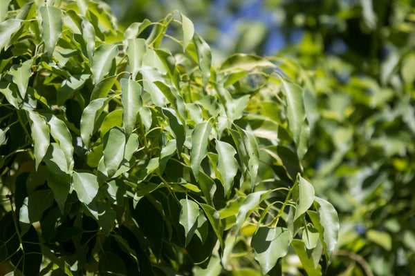 Blossom aromaterapija – eterično ulje ravintsara (Cinnamomum camphora var. linalool / Ravintsara essential oil), sveža biljna aroma za disanje, energiju i osveženje prostora.