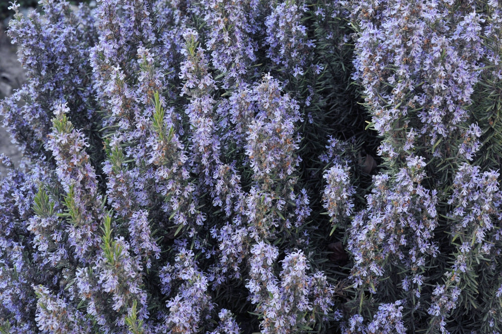 Blossom aromaterapija – eterično ulje ruzmarin cineol (Rosmarinus officinalis ct.cineo/ Rosemary cineole essential oil), sveža biljna aroma za fokus, energiju i mentalnu jasnoću.