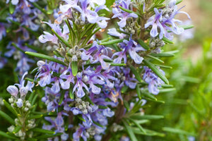 Blossom aromaterapija – eterično ulje ruzmarin cineol (Rosmarinus officinalis ct.cineo/ Rosemary Cineole essential oil), sveža biljna aroma za fokus, energiju i mentalnu jasnoću.