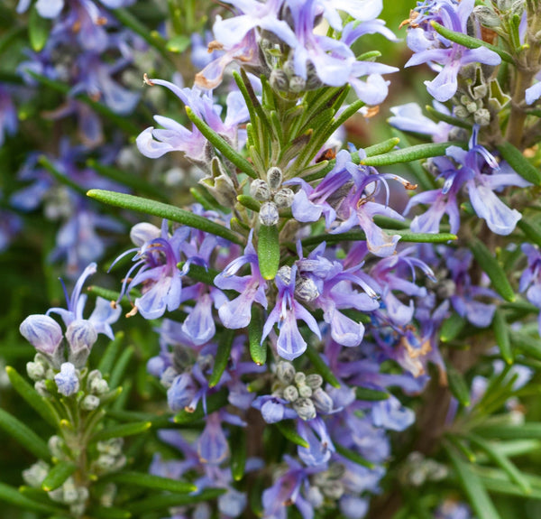 Blossom aromaterapija – eterično ulje ruzmarin cineol (Rosmarinus officinalis ct.cineo/ Rosemary cineole essential oil), sveža biljna aroma za fokus, energiju i mentalnu jasnoću.