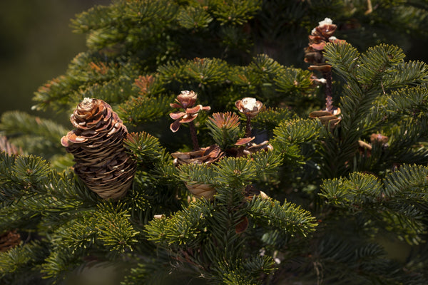 Blossom aromaterapija – eterično ulje sibirske jele (Abies sibirica / Siberian Fir essential oil), svež balzamično-drvenasti miris za disajne puteve, energiju i emocionalni balans.