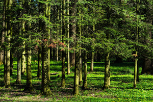 Blossom aromaterapija – eterično ulje sibirske jele (Abies sibirica / Siberian Fir essential oil), svež balzamično-drvenasti miris za disajne puteve, energiju i emocionalni balans.