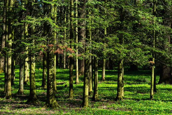 Blossom aromaterapija – eterično ulje sibirske jele (Abies sibirica / Siberian Fir essential oil), svež balzamično-drvenasti miris za disajne puteve, energiju i emocionalni balans.