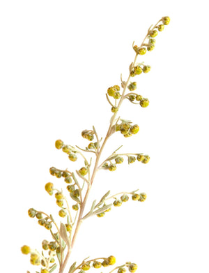 Blossom aromaterapija – eterično ulje slatki pelin (Artemisia annua / Sweet Annie essential oil), biljna i pročišćavajuća aroma za imunitet, detoks i mentalnu jasnoću.