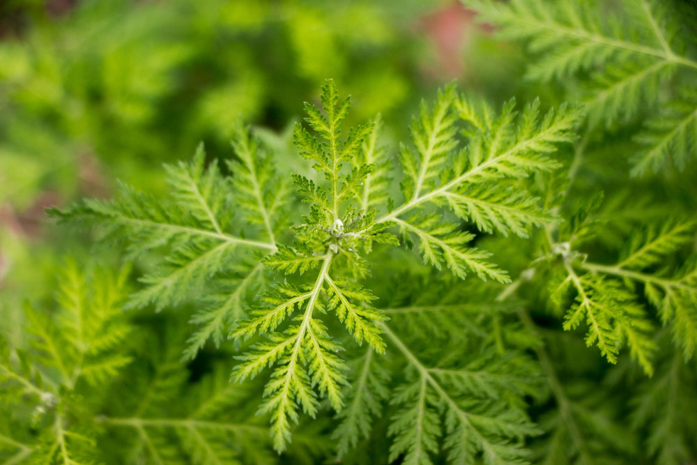 Blossom aromaterapija – eterično ulje slatki pelin (Artemisia annua / Sweet Annie essential oil), biljna i pročišćavajuća aroma za imunitet, detoks i mentalnu jasnoću.