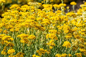 Blossom aromaterapija – eterično ulje smilja (Helichrysum italicum / Helichrysum essential oil), topla slatko-zemljana aroma za regeneraciju kože, smanjenje bora i emocionalni balans.