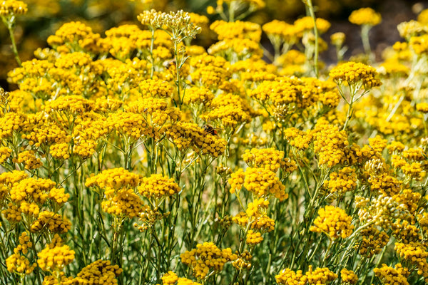 Blossom aromaterapija – eterično ulje smilja (Helichrysum italicum / Helichrysum essential oil), topla slatko-zemljana aroma za regeneraciju kože, smanjenje bora i emocionalni balans.