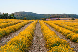Blossom aromaterapija – eterično ulje smilja (Helichrysum italicum / Helichrysum essential oil), topla slatko-zemljana aroma za regeneraciju kože, smanjenje bora i emocionalni balans.