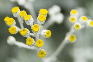 Blossom aromaterapija – eterično ulje smilja (Helichrysum italicum / Helichrysum essential oil), topla slatko-zemljana aroma za regeneraciju kože, smanjenje bora i emocionalni balans.