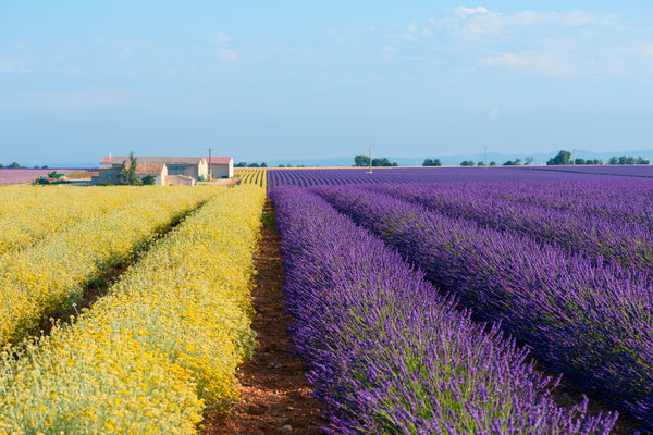 Blossom aromaterapija – eterično ulje smilja (Helichrysum italicum / Helichrysum essential oil), topla slatko-zemljana aroma za regeneraciju kože, smanjenje bora i emocionalni balans.