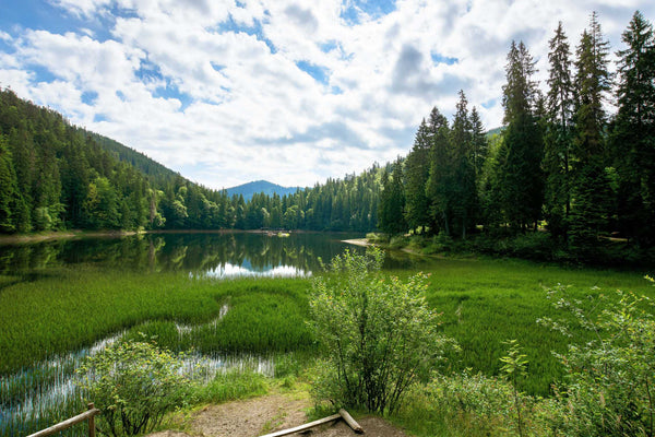 Blossom aromaterapija – eterično ulje smrča (Picea abies / Spruce essential oil), sveža šumska aroma za disanje, osveženje i emocionalnu stabilnost.