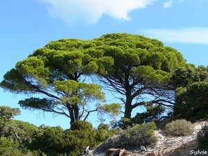 Blossom aromaterapija – eterično ulje terpentina (Pinus pinaster / Turpentine essential oil), snažna smolasta aroma za disanje, čišćenje prostora i olakšanje napetosti.
