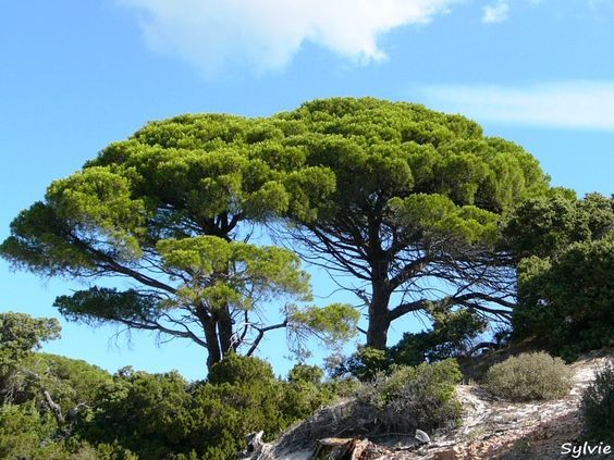 Blossom aromaterapija – eterično ulje terpentina (Pinus pinaster / Turpentine essential oil), snažna smolasta aroma za disanje, čišćenje prostora i olakšanje napetosti.