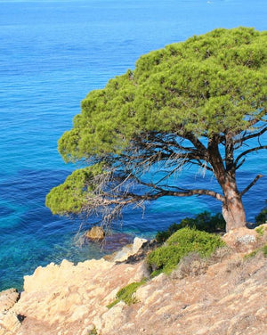 Blossom aromaterapija – eterično ulje terpentina (Pinus pinaster / Turpentine essential oil), snažna smolasta aroma za disanje, čišćenje prostora i olakšanje napetosti.