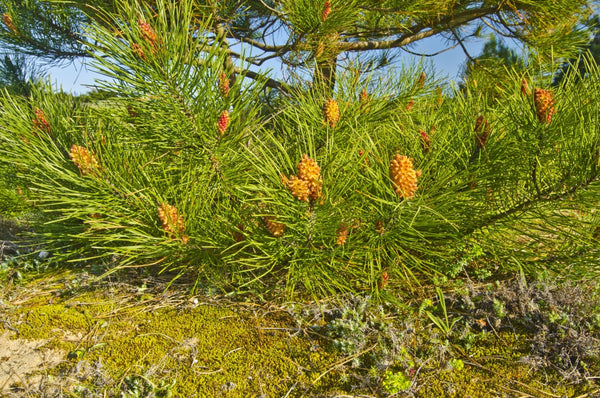 Blossom aromaterapija – eterično ulje terpentina (Pinus pinaster / Turpentine essential oil), snažna smolasta aroma za disanje, čišćenje prostora i olakšanje napetosti.