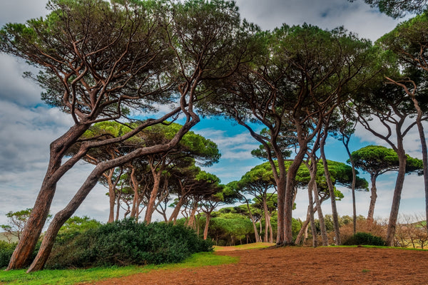 Blossom aromaterapija – eterično ulje terpentina (Pinus pinaster / Turpentine essential oil), snažna smolasta aroma za disanje, čišćenje prostora i olakšanje napetosti.