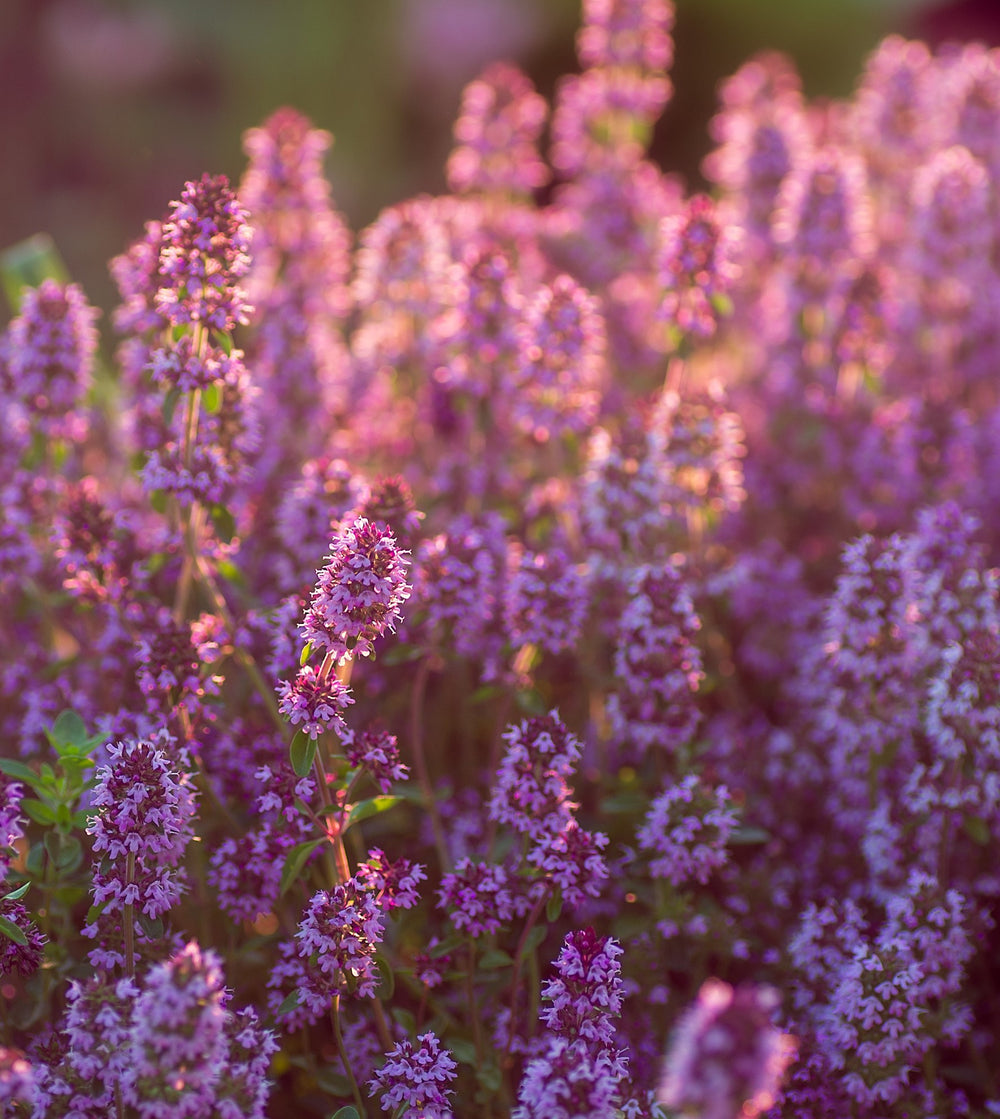 Blossom aromaterapija – eterično ulje timijan (Thymus Vulgaris / Thyme essential oil), topla biljna aroma za vitalnost, energiju i osnažujući ambijent.