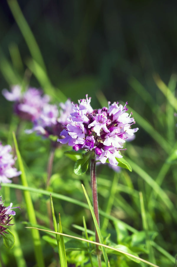 Blossom aromaterapija – eterično ulje timijan (Thymus Vulgaris / Thyme essential oil), topla biljna aroma za vitalnost, energiju i osnažujući ambijent.