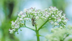 Blossom aromaterapija – eterično ulje valerijane (Valeriana officinalis / Valerian essential oil), topla zemljasta aroma za miran san, smirenje i emocionalnu ravnotežu.