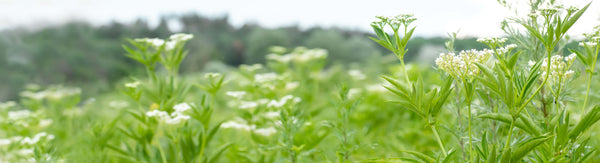 Blossom aromaterapija – eterično ulje valerijane (Valeriana officinalis / Valerian essential oil), topla zemljasta aroma za miran san, smirenje i emocionalnu ravnotežu.