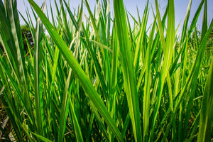 Blossom aromaterapija – eterično ulje vetiver (Vetiveria zizanoides / Vetiver essential oil), zemljana aroma za smirenje, uzemljenje i emocionalni balans.