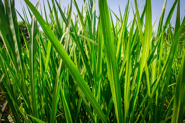 Blossom aromaterapija – eterično ulje vetiver (Vetiveria zizanoides / Vetiver essential oil), zemljana aroma za smirenje, uzemljenje i emocionalni balans.