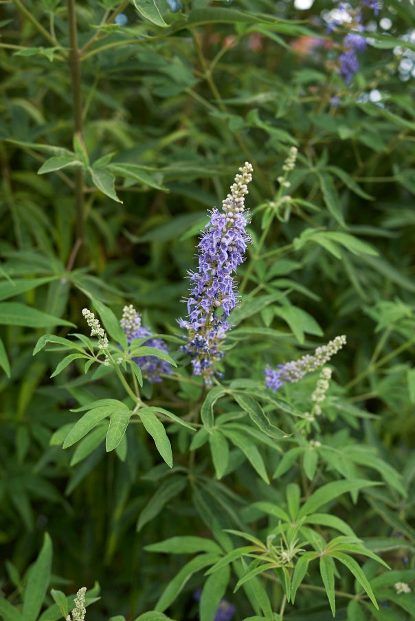 Blossom aromaterapija – eterično ulje vitex (Vitex agnus-castus / Vitex essential oil), nežna aroma za ženski balans, emotivnu harmoniju i smirenje.