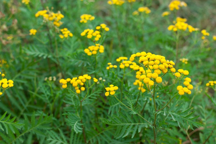 Blossom aromaterapija – eterično ulje vratić (Tanacetum vulgare / Tansy essential oil), snažna biljna aroma za energetsko čišćenje i jasnoću prostora.