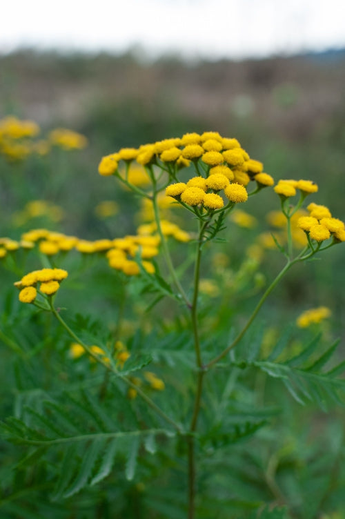 Blossom aromaterapija – eterično ulje vratić (Tanacetum vulgare / Tansy essential oil), snažna biljna aroma za energetsko čišćenje i jasnoću prostora.