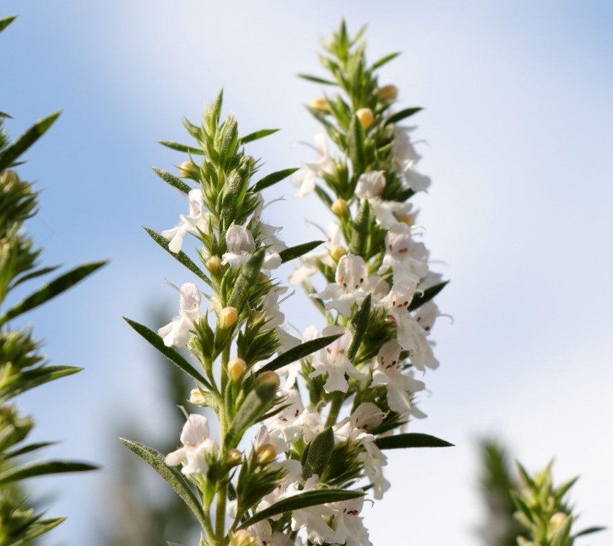 Blossom aromaterapija – eterično ulje vresak (Satureja montana / Mountain Savory essential oil), topla biljno-začinska aroma za energiju, fokus i vitalnost prostora.