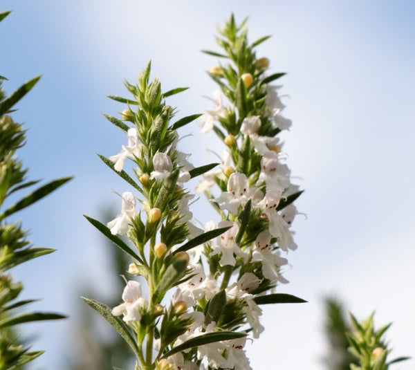 Blossom aromaterapija – eterično ulje vresak (Satureja montana / Mountain Savory essential oil), topla biljno-začinska aroma za energiju, fokus i vitalnost prostora.