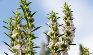 Blossom aromaterapija – eterično ulje vresak (Satureja montana / Mountain Savory essential oil), topla biljno-začinska aroma za energiju, fokus i vitalnost prostora.