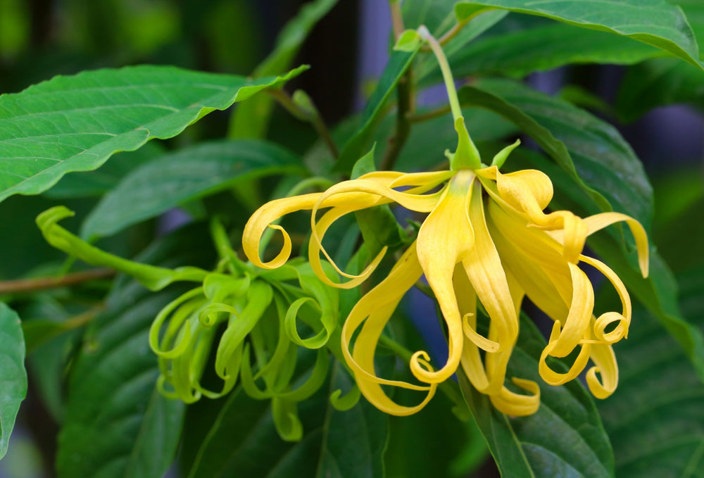 Blossom aromaterapija – eterično ulje ylang ylanga (Cananga odorata / Ylang Ylang essential oil), egzotična cvetno-senzualna aroma za smirenje, balans i ženstvenu energiju.