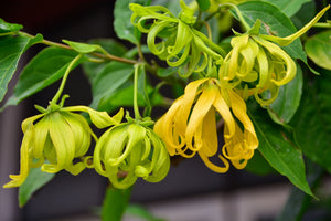 Blossom aromaterapija – eterično ulje ylang ylanga (Cananga odorata / Ylang Ylang essential oil), egzotična cvetno-senzualna aroma za smirenje, balans i ženstvenu energiju.
