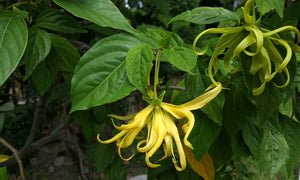 Blossom aromaterapija – eterično ulje ylang ylanga (Cananga odorata / Ylang Ylang essential oil), egzotična cvetno-senzualna aroma za smirenje, balans i ženstvenu energiju.