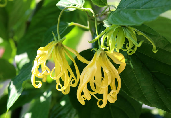 Blossom aromaterapija – eterično ulje ylang ylanga (Cananga odorata / Ylang Ylang essential oil), egzotična cvetno-senzualna aroma za smirenje, balans i ženstvenu energiju.