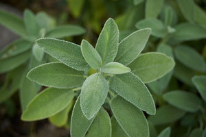 Blossom aromaterapija – eterično ulje žalfija (Salvia officinalis / Sage essential oil), biljna aromatična nota za smirenje, fokus i emocionalnu ravnotežu.