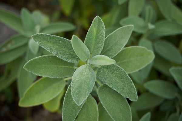 Blossom aromaterapija – eterično ulje žalfija (Salvia officinalis / Sage essential oil), biljna aromatična nota za smirenje, fokus i emocionalnu ravnotežu.