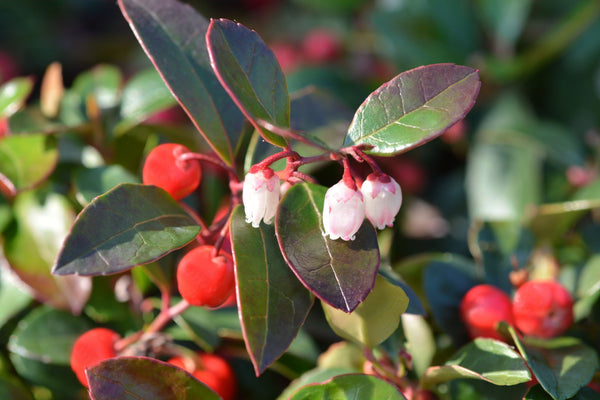 Blossom aromaterapija – eterično ulje zimzelen (Gaultheria procumbens / Wintergreen essential oil), snažna mentolna aroma za osveženje, lakoću i energetsku aktivaciju.