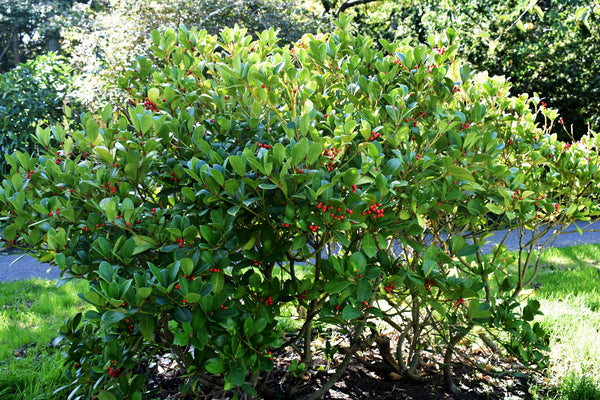 Blossom aromaterapija – eterično ulje zimzelen (Gaultheria procumbens / Wintergreen essential oil), snažna mentolna aroma za osveženje, lakoću i energetsku aktivaciju.