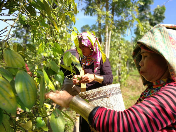 Blossom aromaterapija – eterično (esencijalno) ulje crnog bibera (Piper nigrum / Black Pepper essential oil), topla začinska aroma za energiju, cirkulaciju i fokus.