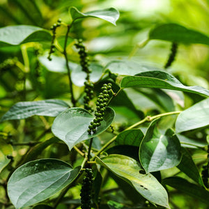 Blossom aromaterapija – eterično (esencijalno) ulje crnog bibera (Piper nigrum / Black Pepper essential oil), topla začinska aroma za energiju, cirkulaciju i fokus.