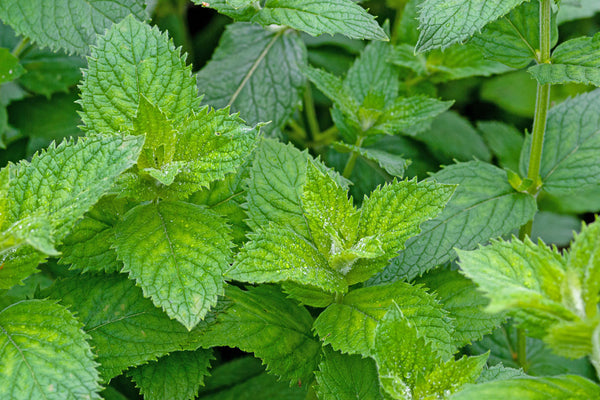 Blossom aromaterapija – eterično ulje divlje nane (Mentha spicata / Spearmint essential oil), blaga osvežavajuća aroma za fokus, umirenje i prirodnu negu kože.