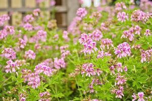 Blossom aromaterapija – eterično ulje geranijuma (Pelargonium graveolens / Geranium essential oil), slatko-cvetna aroma za hormonski balans, smirenje emocija i regeneraciju kože.