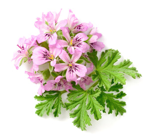 Blossom aromaterapija – eterično ulje geranijuma (Pelargonium graveolens / Geranium essential oil), slatko-cvetna aroma za hormonski balans, smirenje emocija i regeneraciju kože.