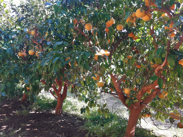 Blossom aromaterapija – eterično ulje grejpfruta (Citrus paradisi / Grapefruit essential oil), osvežavajuća citrusna aroma za energiju, detoksikaciju i podizanje raspoloženja.
