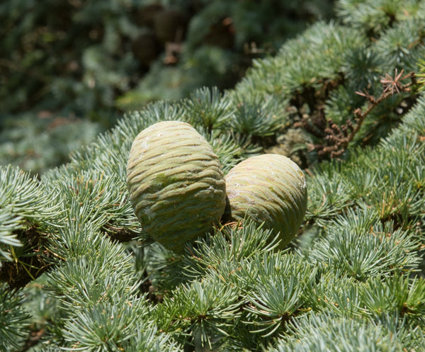 Blossom aromaterapija – eterično ulje kedra (Cedrus atlantica / Cedarwood essential oil), topla drvenasta aroma za mir, uzemljenje, san i negu kože i kose.