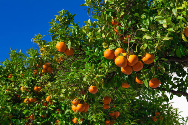 Blossom aromaterapija – eterično ulje mandarine (Citrus reticulata / Mandarin essential oil), blaga citrusna aroma za smirenje, radost, decu i emotivni balans.